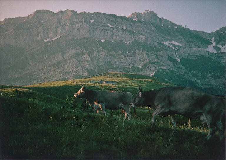 Schwägalp – Landwirtschaft (1982)