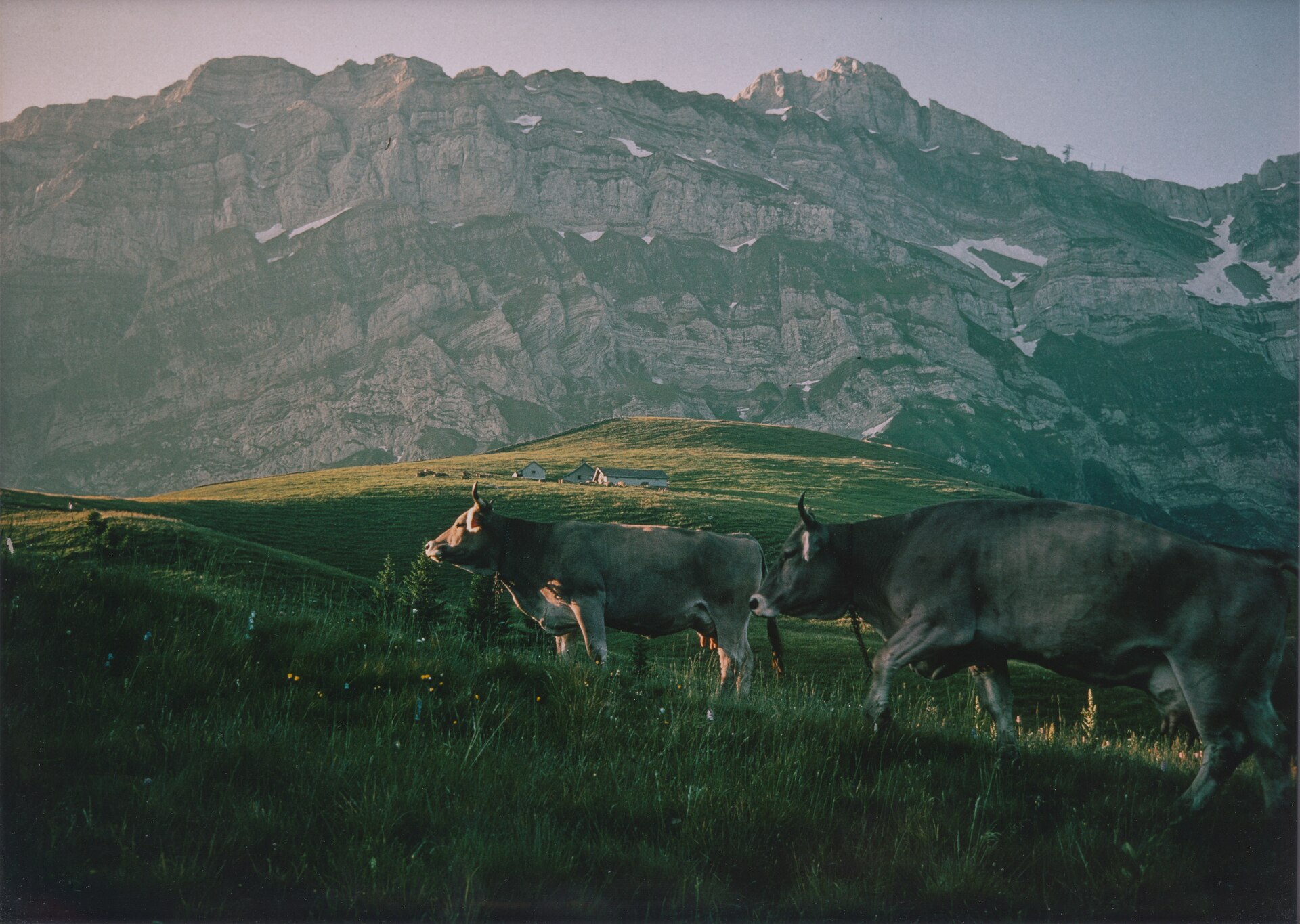 Schwägalp – Landwirtschaft (1982)